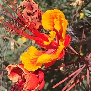 Meet your Posher, Ivy